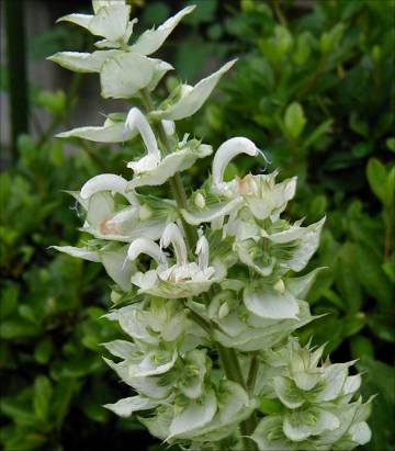 Salvia sclarea var. turkestanica - TrAEXNAEgPX^jJ(o`JN[)