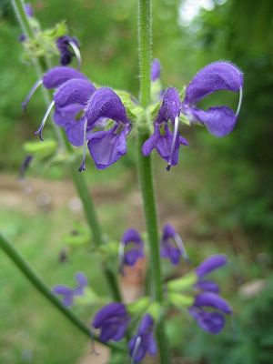 Salvia sclareoides - TrAEXNICfX