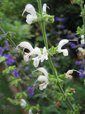 Salvia sclareoides - white - TrAEXNICfX ()