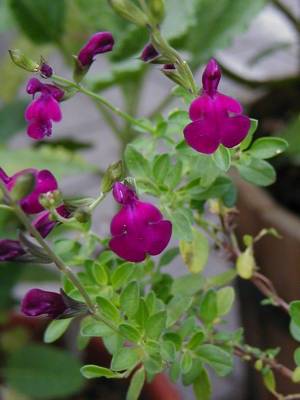 Salvia serpyllifolia - TrAEZstHA