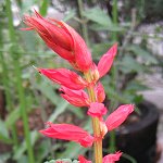 Salvia splendens - TrAEXvfX(qS\ECXJ[bgZ[W)