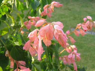Salvia splendens - peach - TrAEXvfX (s[`)