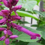 Salvia splendens ‘Helen Dillon’ - TrAEXvfXEwfB