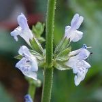 Salvia stenophylla - TrAEXemtB