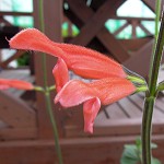Salvia stolonifera - TrAEXgjtF