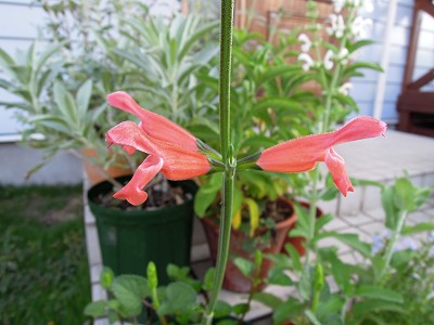 Salvia stolonifera - TrAEXgjtF