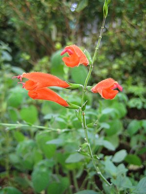 Salvia striata - TrAEXgA^