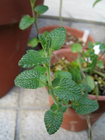 Salvia styphelus - TrAEXeBtFX