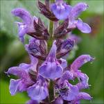 Salvia x sylvestris ‘Blue Queen’ - TrAEVxXgXEu[NB[