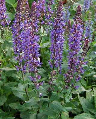 Salvia x sylvestris ‘Blue Queen’ - サルビア・シルベストリス・ブルークィーン
