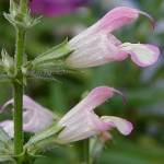 Salvia taraxacifolia - TrAE^NTVtHA
