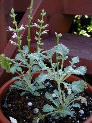 Salvia taraxacifolia - TrAE^NTVtHA