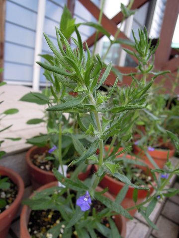 Salvia texana - TrAEeLTi