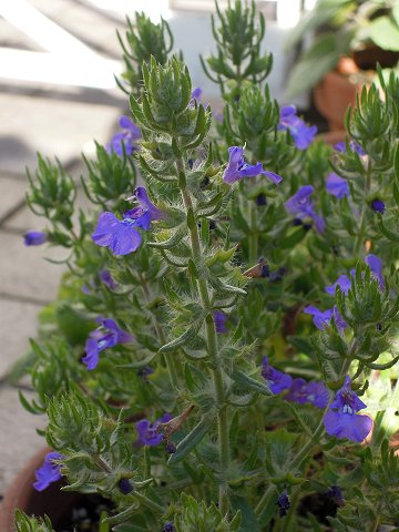 Salvia texana - TrAEeLTi