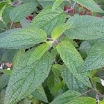 Salvia thyrsiflora - TrAEVVt