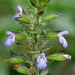 Salvia tiliifolia - TrAEeBtHA
