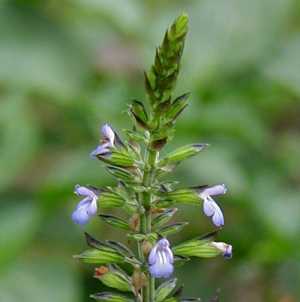 Salvia tiliifolia - TrAEeBtHA