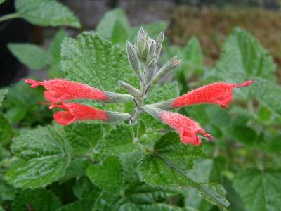 Salvia tubiflora - TrAEcrt