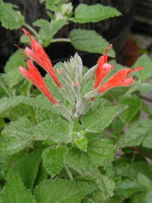 Salvia tubiflora - TrAEcrt