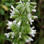 Salvia verticillata ‘Alba’ - TrAExeBV[^EAo