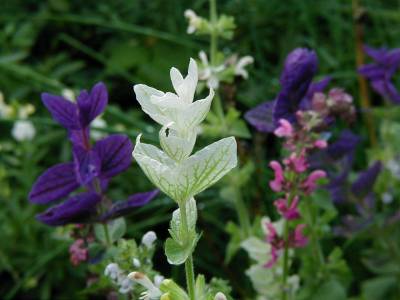 Salvia Viridis サルビア ビリディス ペインテッドセージ