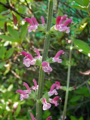 Salvia viscosa - TrAErXRT