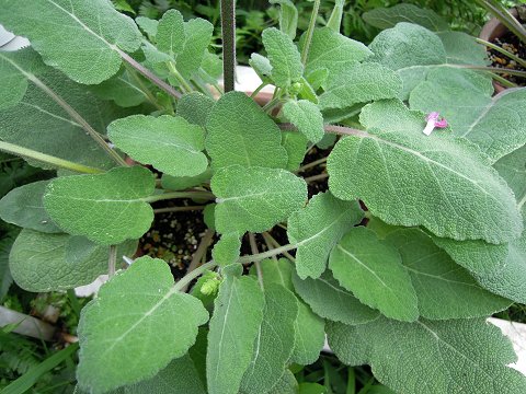Salvia viscosa - TrAErXRT