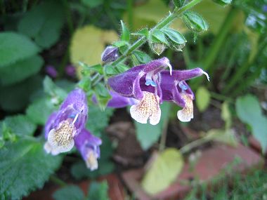 Salvia yunnanensis - TrAEilVX